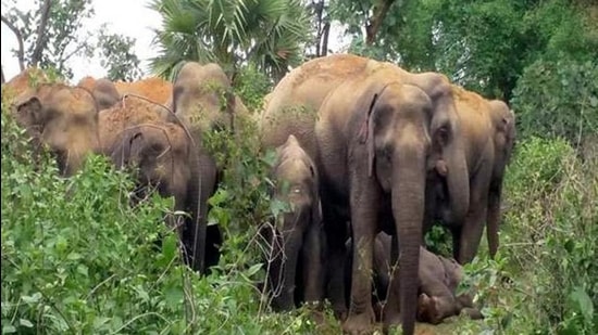 Negative interactions between humans and wildlife intensify when local communities feel that wildlife needs or values are given priority over their own needs (Manoj Kumar/Hindustan Times)