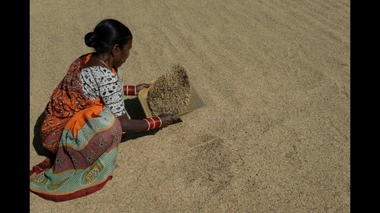 A farmer separates unpolished rice in Thoopran Mandal in Medak District, some 60 km from Hyderabad on November 17, 2020. (File photo) A farmer separates unpolished rice in Thoopran Mandal in Medak District, some 60 km from Hyderabad on November 17, 2020. (File photo)