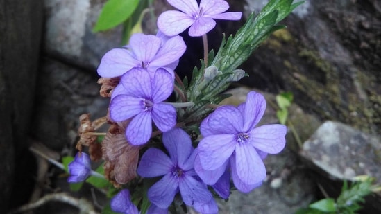 East-Himalayan Eranthemum. HT Photo/Sobhapati Samom East-Himalayan Eranthemum. HT Photo/Sobhapati Samom