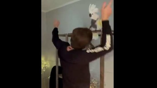 The cockatoo’s groovy moves and head-bobbing paired with the man’s carefree dance is enough to make anyone smile widely.(Instagram/@kristin_sitova) The cockatoo’s groovy moves and head-bobbing paired with the man’s carefree dance is enough to make anyone smile widely.(Instagram/@kristin_sitova)