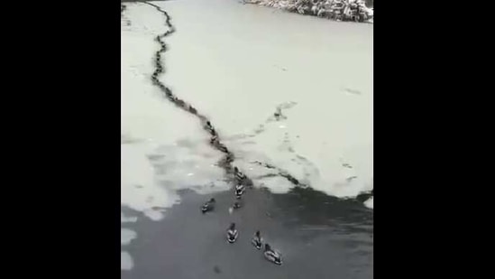 The image shows ducks swimming through a nearly-frozen lake.(Twitter/@susantananda3)