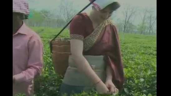 Priyanka Gandhi seen plucking tea leaves with the traditional basket.(ANI) Priyanka Gandhi seen plucking tea leaves with the traditional basket.(ANI)
