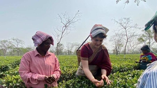 Congress leader Priyanka Gandhi Vadra plucking tea leaves at a tea garden in Assam on Tuesday. (PHOTO: Congress) Congress leader Priyanka Gandhi Vadra plucking tea leaves at a tea garden in Assam on Tuesday. (PHOTO: Congress)