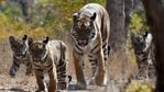 On the occasion of World Wildlife Day, various ministers took to Twitter to raise awareness around various issues concerned with wildlife and its conservation.(ANI Photo) On the occasion of World Wildlife Day, various ministers took to Twitter to raise awareness around various issues concerned with wildlife and its conservation.(ANI Photo)
