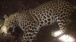 Three man-eater leopards have been killed this year in the Kumaon region.(Representative photo/HT) Three man-eater leopards have been killed this year in the Kumaon region.(Representative photo/HT)