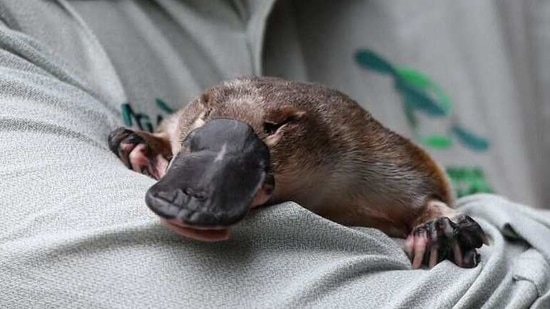 Australia building world's first platypus sanctuary to promote breeding and  rehabilitation | World News - Hindustan Times