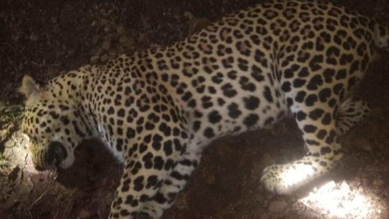 Three man-eater leopards have been killed this year in the Kumaon region.(Representative photo/HT) Three man-eater leopards have been killed this year in the Kumaon region.(Representative photo/HT)