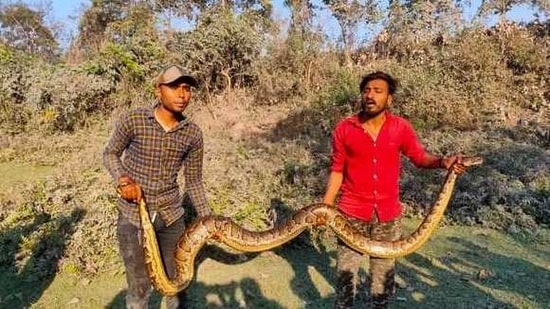 The python was rescued by officials of Dabgram forest range.(ANI) The python was rescued by officials of Dabgram forest range.(ANI)