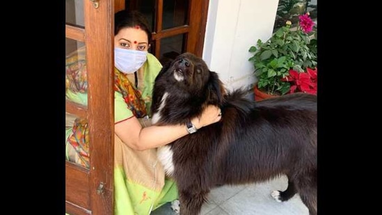 The image shows Smriti Irani with Sheru.(Instagram/@smritiiraniofficial) The image shows Smriti Irani with Sheru.(Instagram/@smritiiraniofficial)