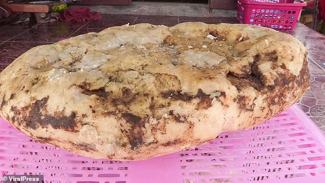 Almost 15lb weighing mass of Ambergris. (Image via ViralPress) Almost 15lb weighing mass of Ambergris. (Image via ViralPress)