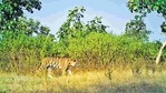T1C2, female cub of Avni, now a sub-adult tigress, aged two-and-a-half years, has been kept in captivity in a 4.5-hectare (ha) area in Pench Tiger Reserve since December 22, 2018.(Maharashtra Forest Department.) T1C2, female cub of Avni, now a sub-adult tigress, aged two-and-a-half years, has been kept in captivity in a 4.5-hectare (ha) area in Pench Tiger Reserve since December 22, 2018.(Maharashtra Forest Department.)