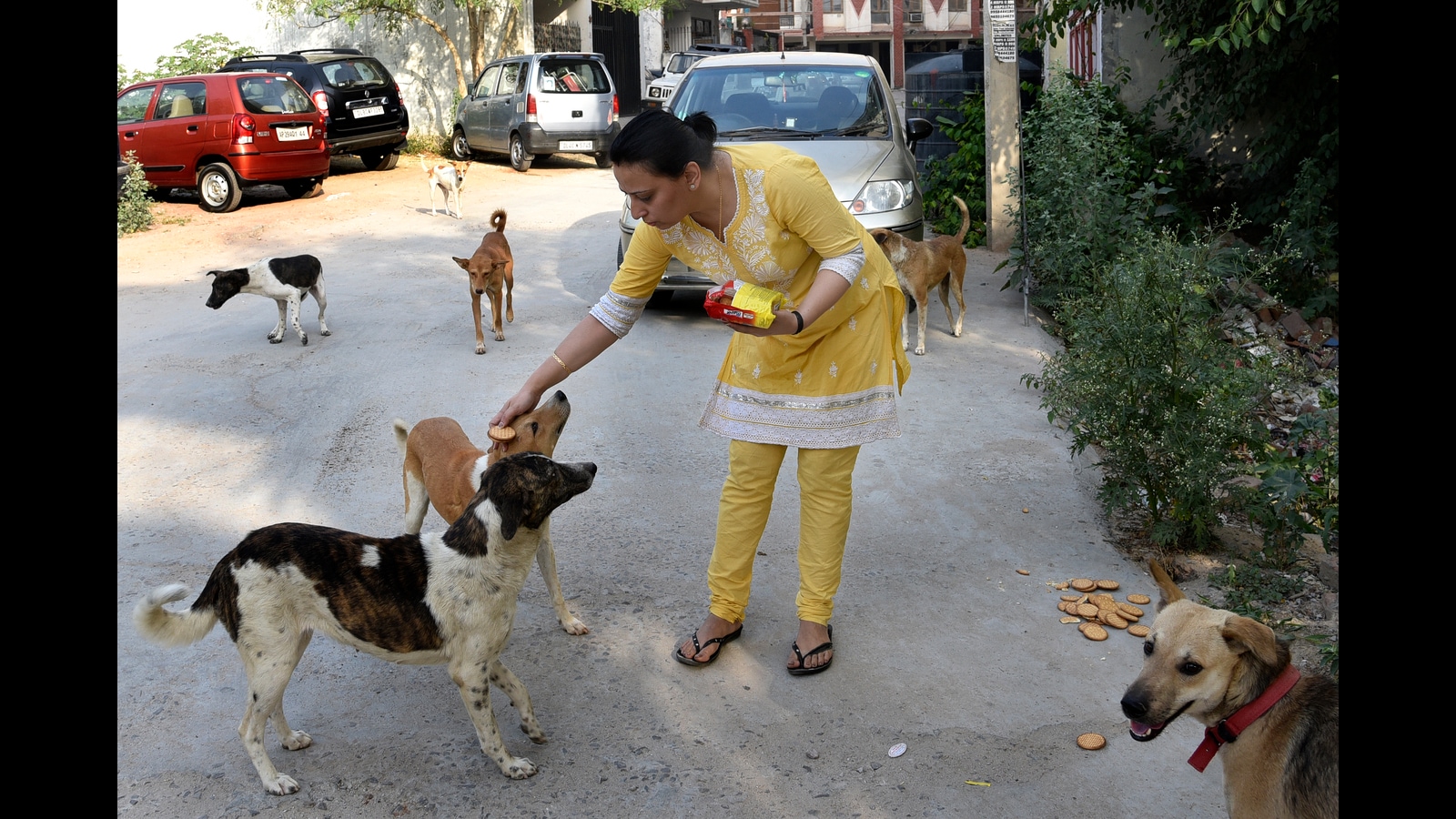 delhi-hc-suggests-special-spots-to-feed-strays-spot-on-say-animal-lovers-latest-news-delhi