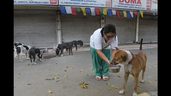 Delhi HC suggests special spots to feed strays: Spot on, say animal ...