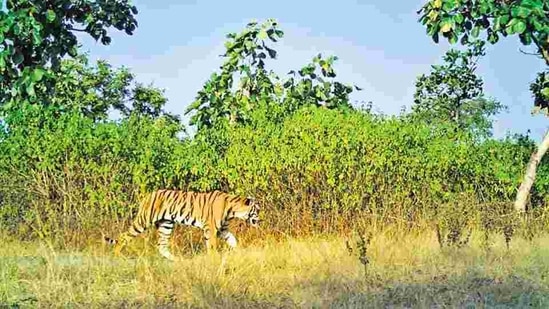T1C2, female cub of Avni, now a sub-adult tigress, aged two-and-a-half years, has been kept in captivity in a 4.5-hectare (ha) area in Pench Tiger Reserve since December 22, 2018.(Maharashtra Forest Department.)