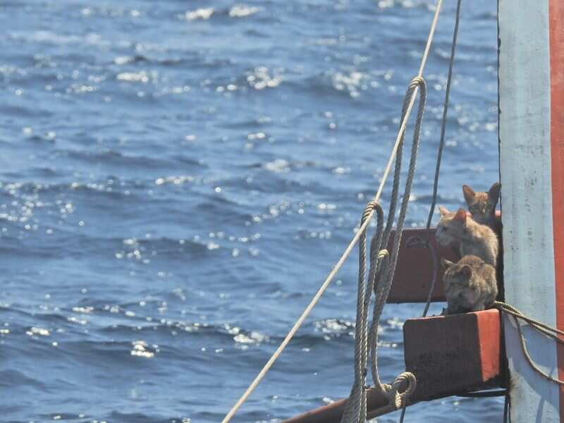 Cats look out from the sinking boat in the Andaman Sea. (REUTERS)