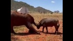 The image shows an elephant named Ngilai and a buffalo named Ivia.(Instagram/@sheldrick wildlife trust) The image shows an elephant named Ngilai and a buffalo named Ivia.(Instagram/@sheldrick wildlife trust)