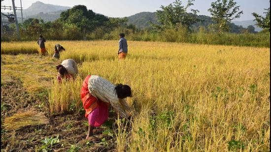 Maharashtra economic survey: Agriculture sector sees 11.7% growth ...