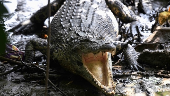 TOPSHOT - An estuarine crocodile is seen at a mangrove forest of Sungei Buloh Wetland Reserve in Singapore on February 2, 2021. (Photo by Roslan RAHMAN / AFP)(AFP) TOPSHOT - An estuarine crocodile is seen at a mangrove forest of Sungei Buloh Wetland Reserve in Singapore on February 2, 2021. (Photo by Roslan RAHMAN / AFP)(AFP)
