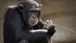 Due to these obstacles, some studies have shown clear separations between chimpanzee subspecies while others suggest a genetic gradient across the species as in humans.(Pixabay) Due to these obstacles, some studies have shown clear separations between chimpanzee subspecies while others suggest a genetic gradient across the species as in humans.(Pixabay)