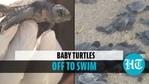 Turtle nests are often targeted by poachers (ANI) Turtle nests are often targeted by poachers (ANI)