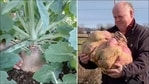 Guinness Book's ‘master of monster vegetables’ grows world’s heaviest turnip(Twitter/GWR)