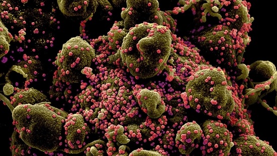 Researchers sequenced 750 genomes of the novel coronavirus from infected individuals and analysed mutations for their potential to alter T cell epitopes.(Reuters) Researchers sequenced 750 genomes of the novel coronavirus from infected individuals and analysed mutations for their potential to alter T cell epitopes.(Reuters)