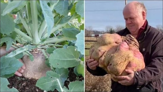 Guinness Book's 'master of monster vegetables' grows world ...