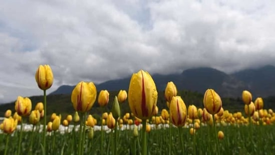 File photo: Flowers in bloom at the Tulip Garden in Srinagar, Jammu and Kashmir. (Photo by Waseem Andrabi/Hindustan Times)