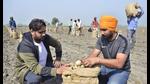 Volunteers taking care of potato fields of farmers at Andlu village in Ludhiana’s Raikot. (Gurpreet Singh/HT) Volunteers taking care of potato fields of farmers at Andlu village in Ludhiana’s Raikot. (Gurpreet Singh/HT)
