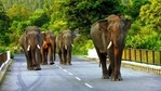Forest authorities have asked for additional patrolling staff to prevent incidents of elephant-human conflict, witnessed regualarly in these areas. (HT PHOTO)(HT Photo) Forest authorities have asked for additional patrolling staff to prevent incidents of elephant-human conflict, witnessed regualarly in these areas. (HT PHOTO)(HT Photo)