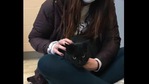 The image shows Nova the cat.(Facebook/@Animal Friends) The image shows Nova the cat.(Facebook/@Animal Friends)