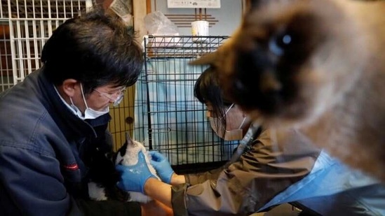 Sakae Kato holds Mokkun, a rescued cat, while an animal rescue activist applies an ointment onto its mouth at Kato's home on February 21. 