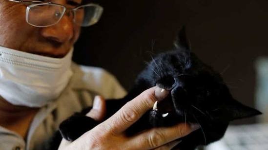 Sakae Kato pets a rescued cat at his house, in a restricted zone in Namie on February 20. Yumiko Konishi, a vet from Tokyo who helps Kato, told Reuters that local volunteers were caring for the cats on his property, but at least one had died since he was detained.(Kim Kyung-Hoon / REUTERS)