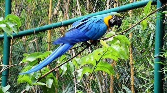 S Siddharth adopted a macaw for three months.(ANI)