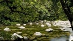 The Daintree Rainforest is a tropical rainforest region on the north east coast of Queensland, Australia. (Shutterstock) The Daintree Rainforest is a tropical rainforest region on the north east coast of Queensland, Australia. (Shutterstock)