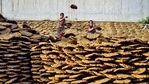 Women drying cow dung with Holi around the corner at Sangamwadi bridge.(Sanket Wankhade/HT PHOTO) Women drying cow dung with Holi around the corner at Sangamwadi bridge.(Sanket Wankhade/HT PHOTO)
