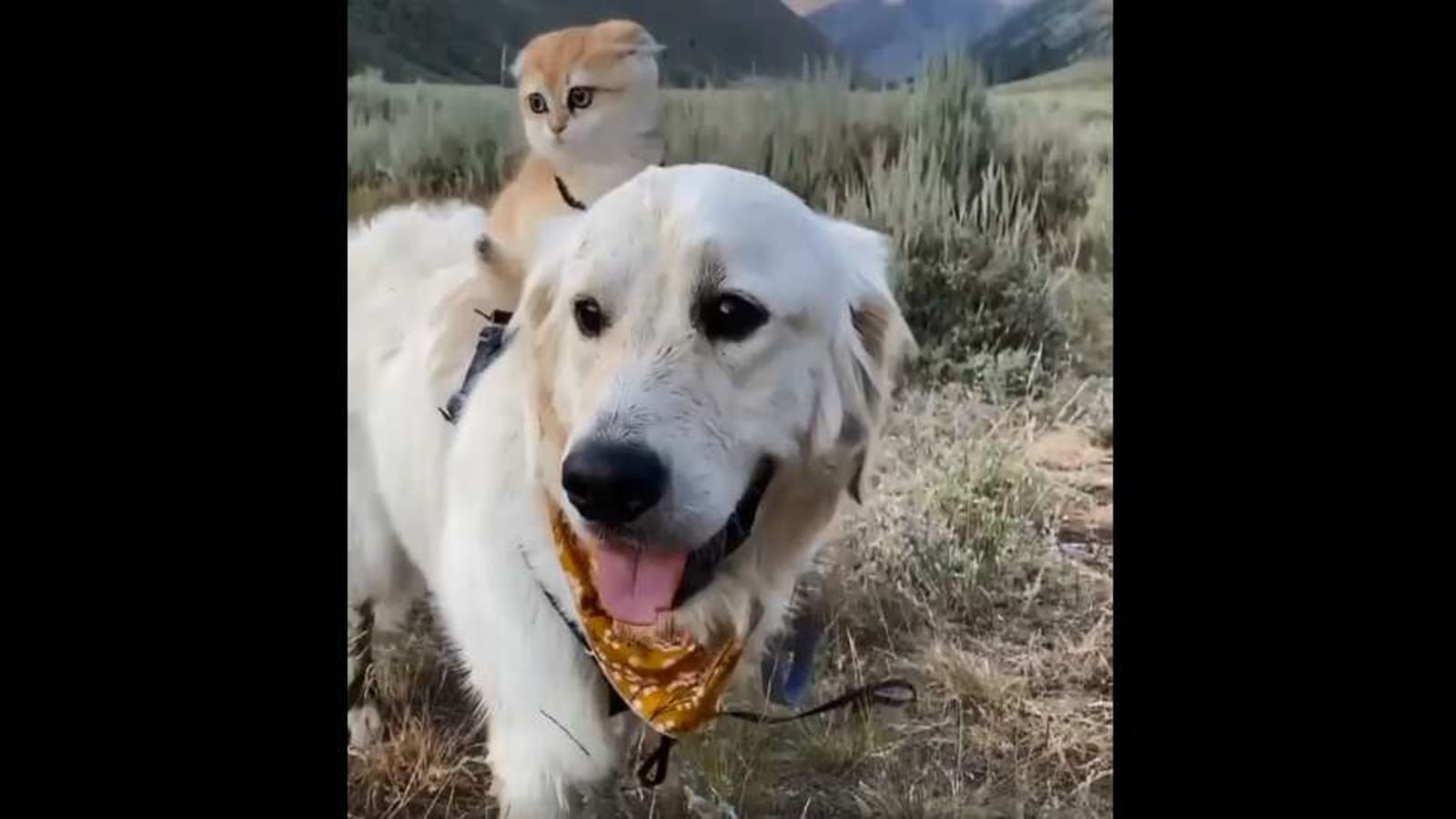 Cat enjoys hike sitting on best buddy dog’s back. Watch absolutely