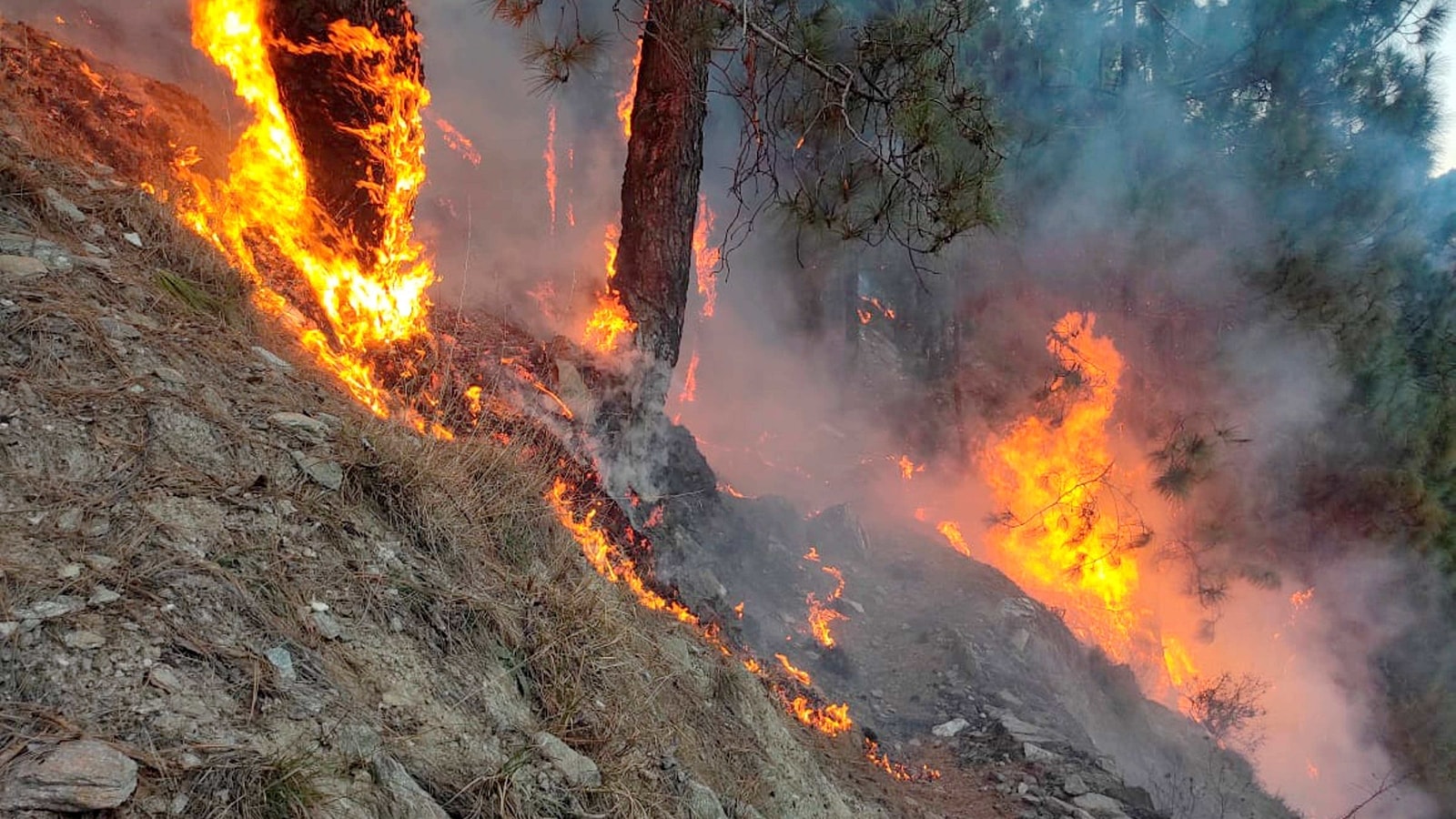 Forest fire in Ranchi and surroundings poses threat to wild animals, environment