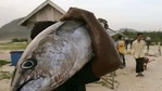 A fisherman carries a tuna fish from his catch at a harbour.(Reuters)
