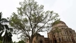 One of the most stunning bare trees to be seen is in Lodhi Garden, on the west-facing side of the Bada Gumbad monument.(Burhaan Kinu / HT Archive) One of the most stunning bare trees to be seen is in Lodhi Garden, on the west-facing side of the Bada Gumbad monument.(Burhaan Kinu / HT Archive)