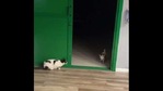 The image shows the cat waiting for Duna to come out.(Instagram/dunasaurio_) The image shows the cat waiting for Duna to come out.(Instagram/dunasaurio_)