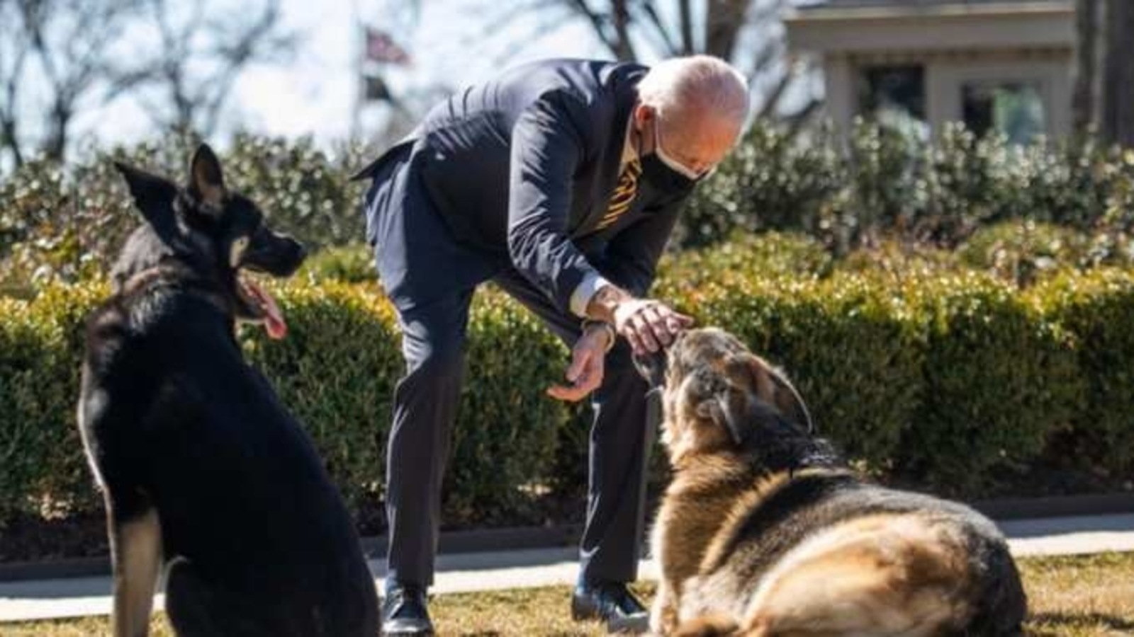 Biden's dogs sent home after 'biting incident' with White House security agent: Report