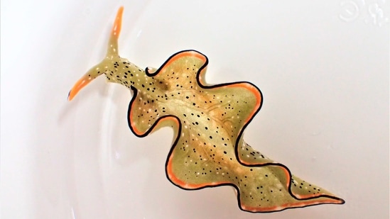 This undated photo provided by Sayaka Mitoh shows a Elysia cf. marginata sea slug.(AP) This undated photo provided by Sayaka Mitoh shows a Elysia cf. marginata sea slug.(AP)