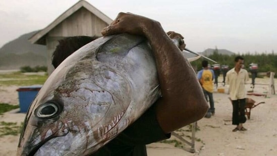 A fisherman carries a tuna fish from his catch at a harbour.(Reuters)