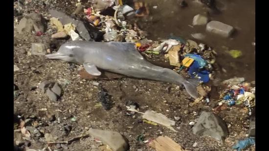 Indian Ocean humpback dolphin washes ashore Bandra