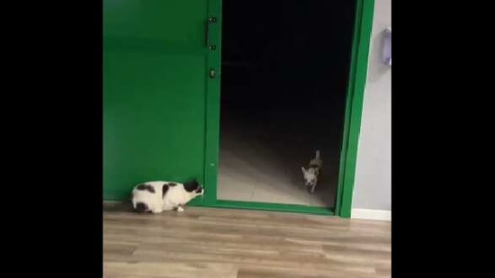 The image shows the cat waiting for Duna to come out.(Instagram/dunasaurio_) The image shows the cat waiting for Duna to come out.(Instagram/dunasaurio_)