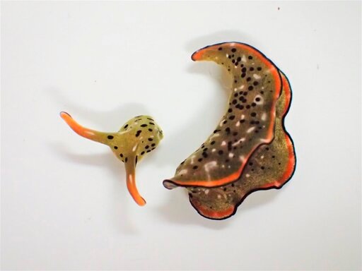 Scientists have discovered that some Japanese sea slugs can grow whole new bodies if their heads are cut off,(AP) Scientists have discovered that some Japanese sea slugs can grow whole new bodies if their heads are cut off,(AP)