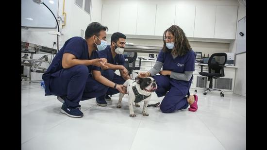 The young and energetic team of vets is quite passionate to serve the animals. (Photo: Raajessh Kashyap/HT) The young and energetic team of vets is quite passionate to serve the animals. (Photo: Raajessh Kashyap/HT)