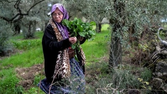 Tayyibe Demirel collects wild greens from her olive grove in Turgut village, near Yatagan, on March 2. Last month, she won a court case against the expansion of the mine towards her village and, armed with the information she uncovered from an earlier court ruling that said olive groves must be protected, she also won the appeal at the higher court, Reuters reported.(Umit Bektas / REUTERS)