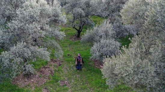 Tayyibe Demirel, seen in her olive grove in Turgut village, near Yatagan, on March 2. "All the land around will be dug and plundered, and the olive grove will be stuck in the middle," Demirel told Reuters.(Umit Bektas / REUTERS)